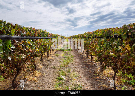 Plants de vigne en paysage Bodega Septima, Agrelo, Lujan de Cuyo, Mendoza, Argentine Banque D'Images