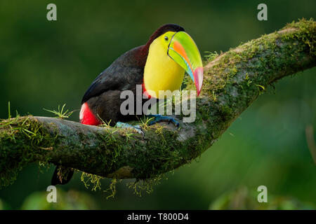 Toucan à carène Ramphastos sulfuratus - également connu comme le soufre ou toucan toucan à arc-en-ciel, pays latino-américain membre de la famille, Toucan Banque D'Images