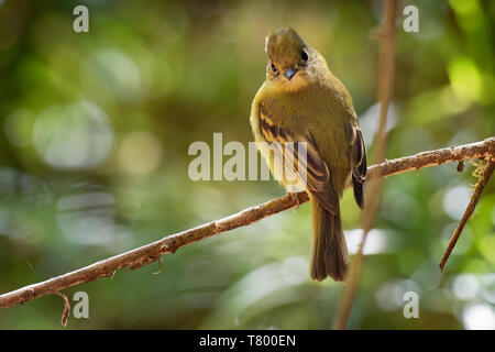 Moucherolle jaunâtre - Empidonax flavescens - espèce de passereau de la famille tyran. Il se reproduit dans les hautes terres du sud-est de Mexico afin Banque D'Images