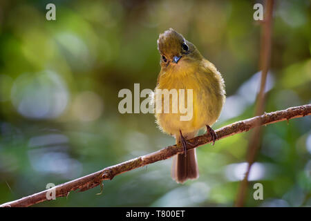 Moucherolle jaunâtre - Empidonax flavescens - espèce de passereau de la famille tyran. Il se reproduit dans les hautes terres du sud-est de Mexico afin Banque D'Images