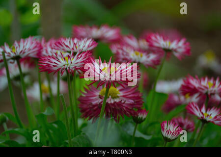 Gerbera fleurs daisy dans le jardin Banque D'Images