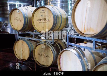 Bodega Septima winery fûts de chêne, Agrelo, Lujan de Cuyo, Mendoza, Argentine Banque D'Images