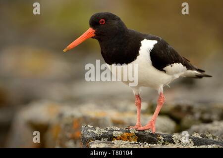 Oystercather Europian (Haematopus ostralegus) assis sur la pierre et l'appel. Banque D'Images