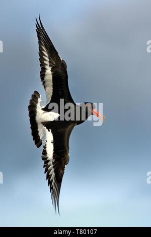 Oystercather Europian (Haematopus ostralegus) battant en Norvège. Banque D'Images