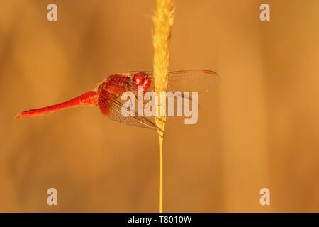 Libellule écarlate (Crocothemis erythraea) perché sur le brin d'herbe sèche éclairé de soleil du soir. Banque D'Images