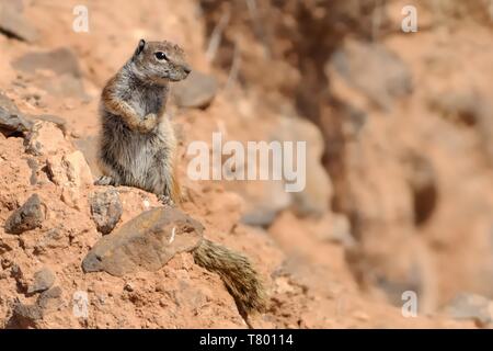 Spermophile de barbarie - Atlantoxerus getulus sur Fuerteventura, une des îles Canaries. Banque D'Images