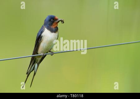 Hirondelle rustique - Hirundo rustica assis sur le fil avec un fond vert. Banque D'Images