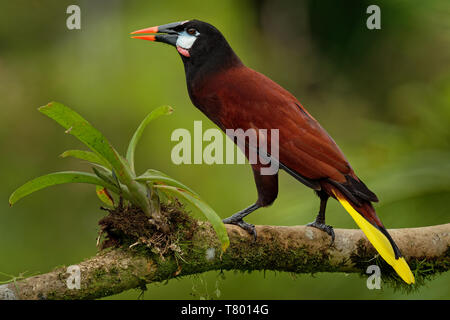 Montezuma Oropendola - Psarocolius montezuma Nouveau Monde icterid. d'oiseaux tropicaux C'est dans la plaine côtière des Caraïbes, Mexique, Panama, Nicaragua, député Banque D'Images