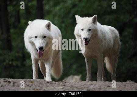 Le loup arctique (Canis lupus arctos), titre photo, fond vert, Portrait Banque D'Images