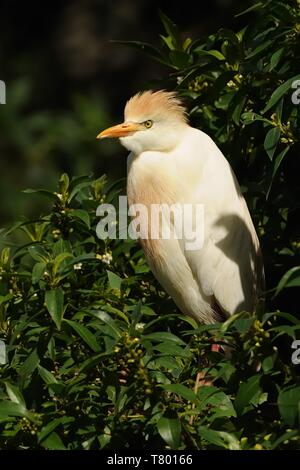 Le Héron garde-boeufs (Bubulcus ibis) perché sur un arbre vert avec un fond vert. Banque D'Images