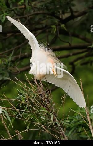 Le Héron garde-boeufs (Bubulcus ibis) perché sur un de reed avec ailes étirée avec un fond vert. Beau héron blanc. Banque D'Images