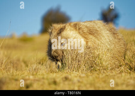 Vombatus ursinus - Wombat commun dans le paysage de Tasmanie, mange de l'herbe dans la soirée sur l'île près de la Tasmanie. Banque D'Images