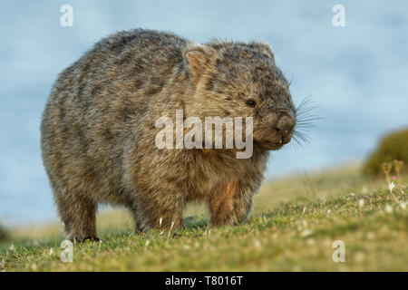 Vombatus ursinus - Wombat commun dans le paysage de Tasmanie, mange de l'herbe dans la soirée sur l'île près de la Tasmanie. Banque D'Images