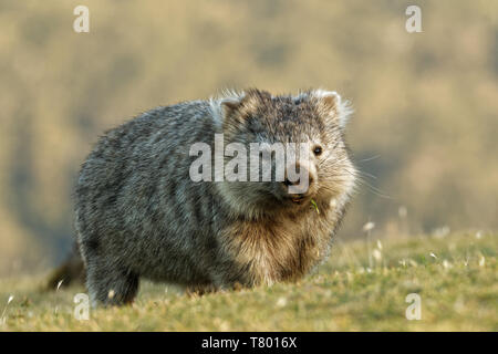 Vombatus ursinus - Wombat commun dans le paysage de Tasmanie, mange de l'herbe dans la soirée sur l'île près de la Tasmanie. Banque D'Images