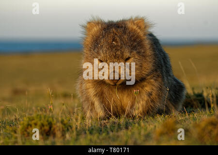 Vombatus ursinus - Wombat commun dans le paysage de Tasmanie, mange de l'herbe dans la soirée sur l'île près de la Tasmanie. Banque D'Images