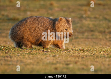 Vombatus ursinus - Wombat commun dans le paysage de Tasmanie, mange de l'herbe dans la soirée sur l'île près de la Tasmanie. Banque D'Images