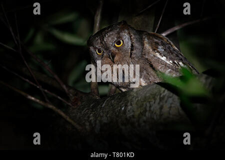 Scops-Owl Otus scops (européenne) perché sur une branche d'épinette avec sauterelle capturés dans la nuit. Corfou, Grèce, Europe Banque D'Images