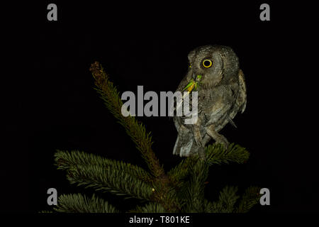 Scops-Owl Otus scops (européenne) perché sur une branche d'épinette avec sauterelle capturés dans la nuit. Banque D'Images