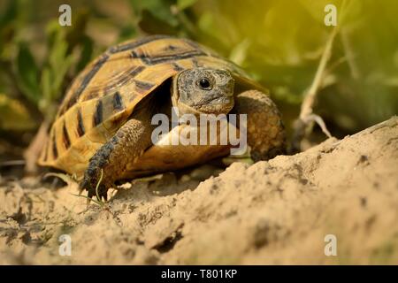 La tortue d'Hermann Testudo hermanni - sur l'graas en Roumanie. Banque D'Images