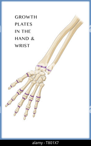 Les plaques de croissance main, illustration Banque D'Images