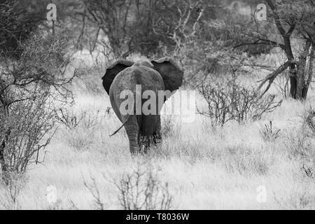 Elefant de derrière dans le parc national de Samburu au kenya Banque D'Images