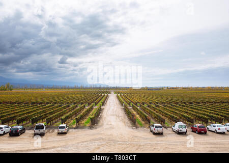 Bodega Septima vineyard vue depuis la terrasse, Agrelo, Lujan de Cuyo, Mendoza, Argentine Banque D'Images