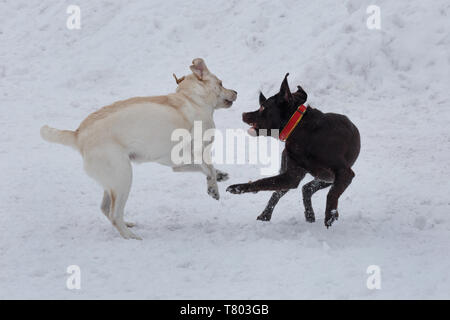 Deux chiots Labrador retrievers jouent sur la neige blanche. Animaux de compagnie. Chien de race pure. Banque D'Images