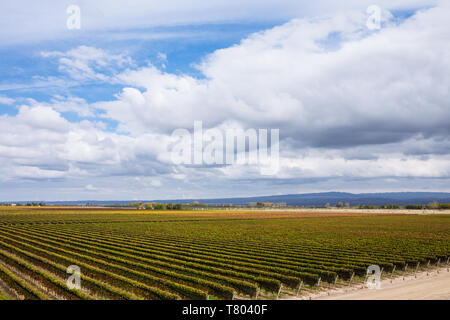 Bodega Septima vineyard vue depuis la terrasse, Agrelo, Lujan de Cuyo, Mendoza, Argentine Banque D'Images