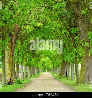 Tunnel-comme l'avenue de tilleul au printemps, feuillage vert frais, parc du château, Hundisburg Haldensleben, Saxe-Anhalt, Allemagne Banque D'Images