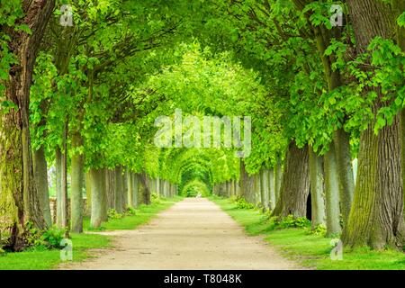 Tunnel-comme l'avenue de tilleul au printemps, feuillage vert frais, parc du château, Hundisburg Haldensleben, Saxe-Anhalt, Allemagne Banque D'Images