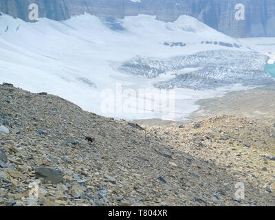 Wolverine et Glacier Banque D'Images