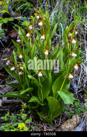 Mountain Lady's Slipper Banque D'Images