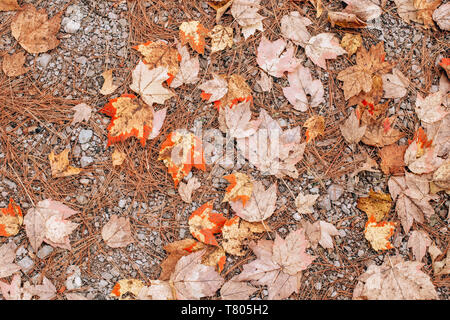 Gros plan magnifique avec de vieux fond naturel de l'automne feuilles d'automne et les aiguilles sur le sol de la terre. Vue du haut au-dessus avec copyspace. Carte de saison w Banque D'Images