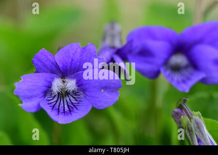Commune de macro shot violette (Viola odorata) en fleurs Banque D'Images
