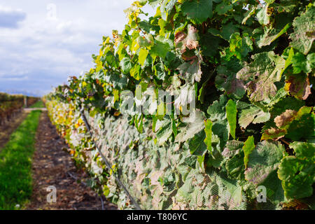 Rangée de plants de vigne en vigne Bodega Septima, Agrelo, Lujan de Cuyo, Mendoza, Argentine Banque D'Images