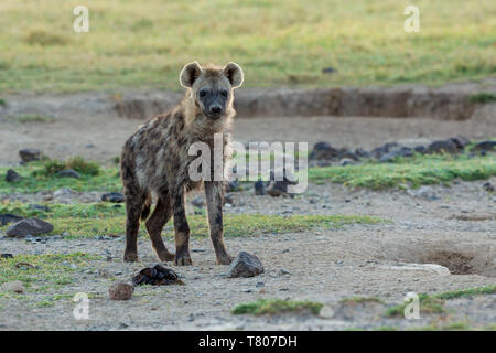 Un adulte seul face à l'Hyène et alerte à la cool dans la lumière du matin, format Paysage, Ol Pejeta Conservancy, Laikipia, Kenya, Africa Banque D'Images