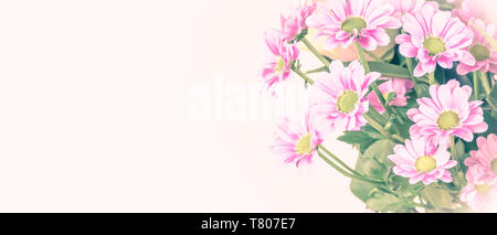 Fond floral doux avec des fleurs de chrysanthème. Banque D'Images