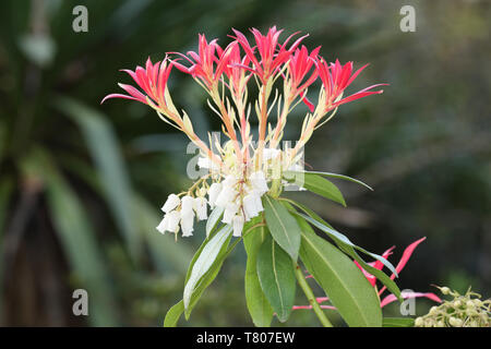 Pieris Forest Flame Banque D'Images