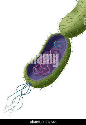 La résistance aux antibiotiques par transfert plasmidique Horizontal, illustration Banque D'Images