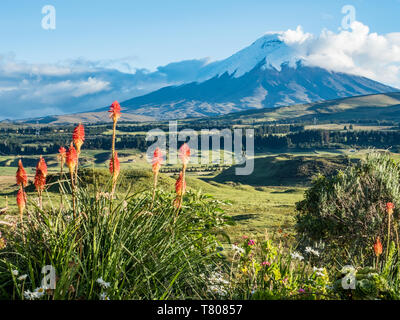 Volcan Cotopaxi avec flamme orange lilies (kniphofia) en premier plan, les montagnes des Andes, l'Equateur, l'Amérique du Sud Banque D'Images