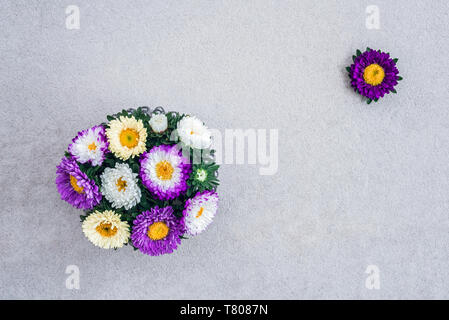 Bouquet d'asters mauves et blancs sur fond de béton. Banque D'Images