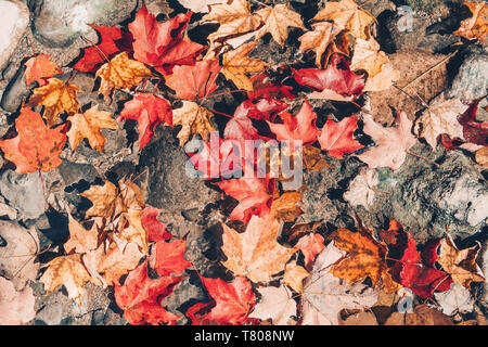 Gros plan magnifique avec de vieux fond naturel de rouge Jaune automne automne laisse sur les pierres des roches. Vue du haut au-dessus avec copyspace. Carte de saison wa Banque D'Images