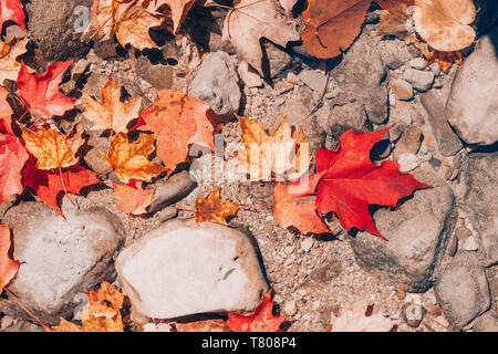 Gros plan magnifique avec de vieux fond naturel de rouge Jaune automne automne laisse sur les pierres des roches. Vue du haut au-dessus avec copyspace. Carte de saison wa Banque D'Images