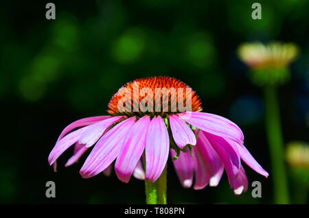 Magnifique portrait photo d'Echinacea purpurea, connu également comme l'échinacée, avec un arrière-plan flou. La magnifique fleur a feuilles pourpres et tortue à centre rouge. Banque D'Images