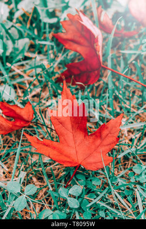 Gros plan magnifique avec de vieux fond naturel de l'automne automne feuilles d'érable rouge sur l'herbe verte. Vue du haut au-dessus avec copyspace. Carte de saison wall Banque D'Images