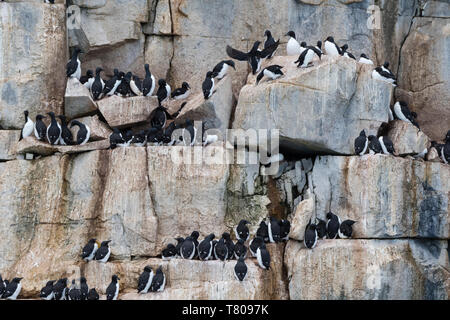 L'Bruennich guillemots (Uria lomvia), Alkefjellet, Spitsbergen, Svalbard, Norvège, Europe, de l'Arctique Banque D'Images