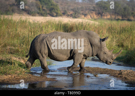 Rhinoceros (Ceratotherium simum) dans la région de savanna, Kruger National Park, Afrique du Sud, l'Afrique Banque D'Images