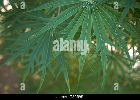 Le Jatropha multifida close up Banque D'Images