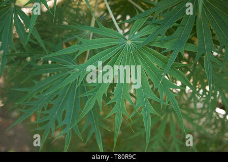Le Jatropha multifida close up Banque D'Images