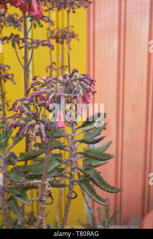 Kalanchoe х houghtonii en fleur Banque D'Images